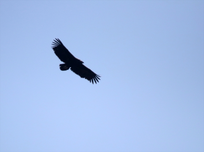 Bolu'da yeni kara akbaba kolonisi tespit edildi